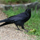 Australian raven