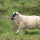 Scottish Blackface