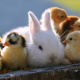 Cute Animal