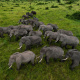 African elephant