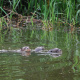 Giant river otter