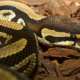 Ball python