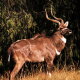 Mountain Nyala