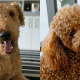 Poodle