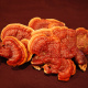 Reishi Mushrooms