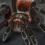 Brazilian salmon pink tarantula
