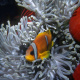 Red Sea anemonefish
