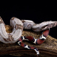 Red-tailed Boa