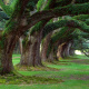 Oak Alley Plantation