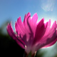 Dianthus