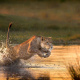 Lioness