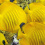 Bluecheek butterflyfish