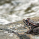 Common frog