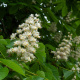 Horse Chestnut