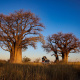 Baines Baobabs