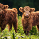 Highland cattle