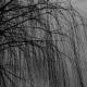 Willow Tree