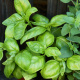 Oregano