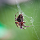European garden spider