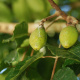 Canarium ovatum