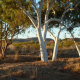 Ghost Gum