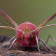 Lepidoptera