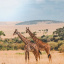 Maasai Mara