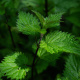 Herb Plants