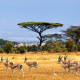 Grant's gazelle