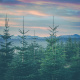Spruce
