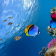 Sergeant major fish