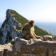 Barbary macaque