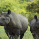 Black rhinoceros