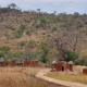 Koutammakou