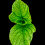 Mint Plant
