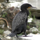 Double-crested cormorant