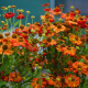 Helenium autumnale