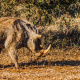Common warthog