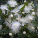 Myrtus communis