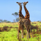 Rothschild's giraffe