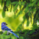 Blue jay
