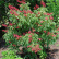 Red Buckeye