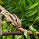 Indian palm squirrel