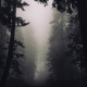 Foggy forest