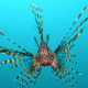 Red lionfish