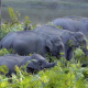 African forest elephant
