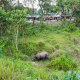 Sauraha