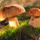 Porcini Mushrooms
