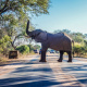 African elephant