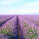 Valensole